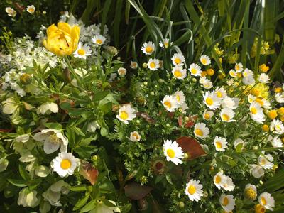 フェードアウト効果の草花写真