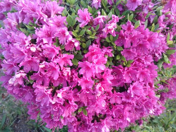 フェードアウト効果の草花写真
