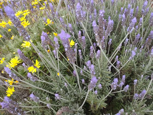 フェードアウト効果の草花写真