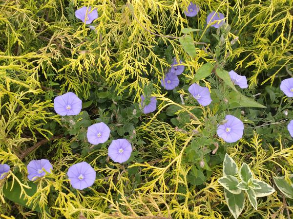 フェードアウト効果の草花写真