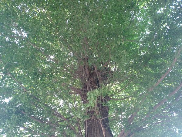 フェードアウト効果の草花写真