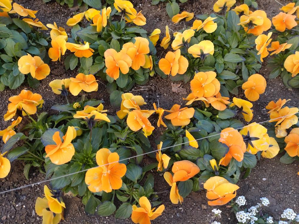 フェードアウト効果の草花写真
