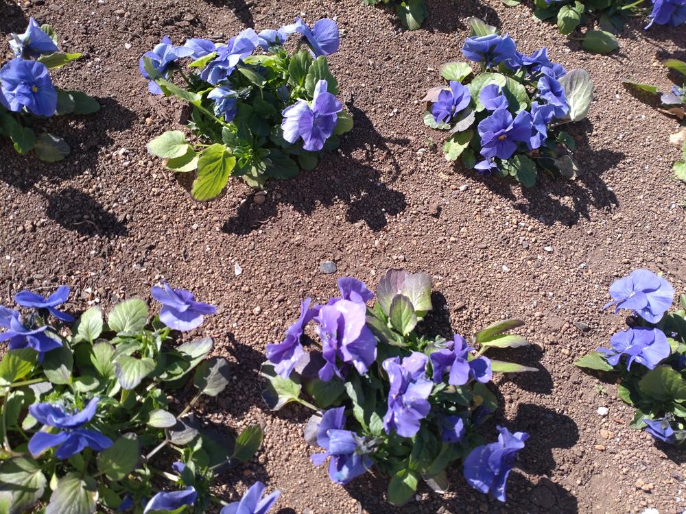 フェードアウト効果の草花写真