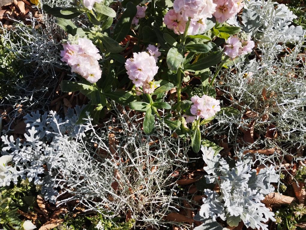 フェードアウト効果の草花写真