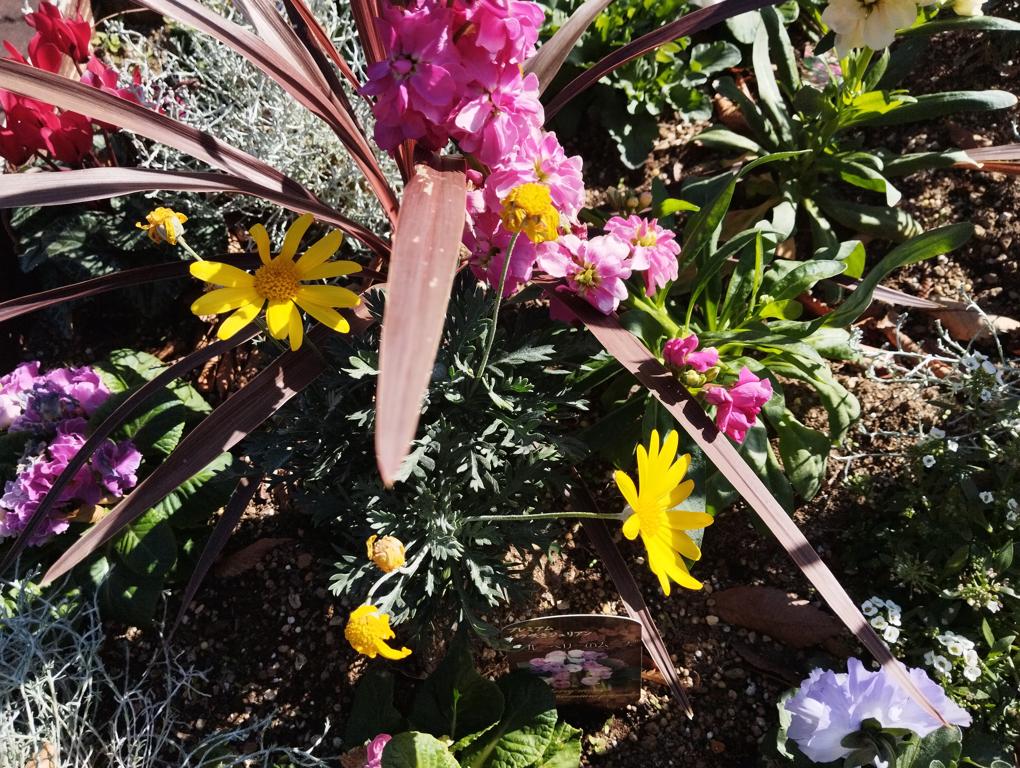 フェードアウト効果の草花写真