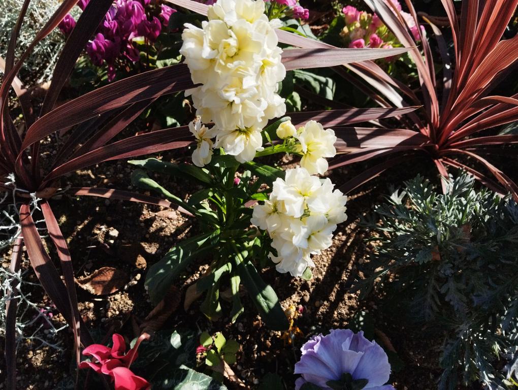 フェードアウト効果の草花写真