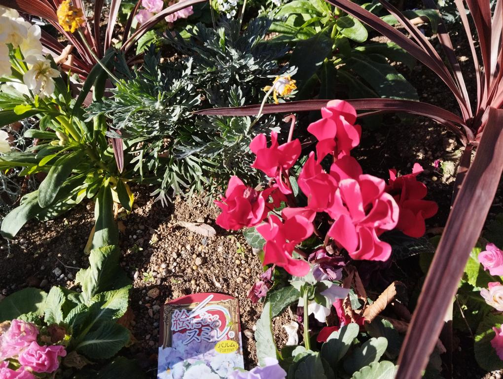 フェードアウト効果の草花写真