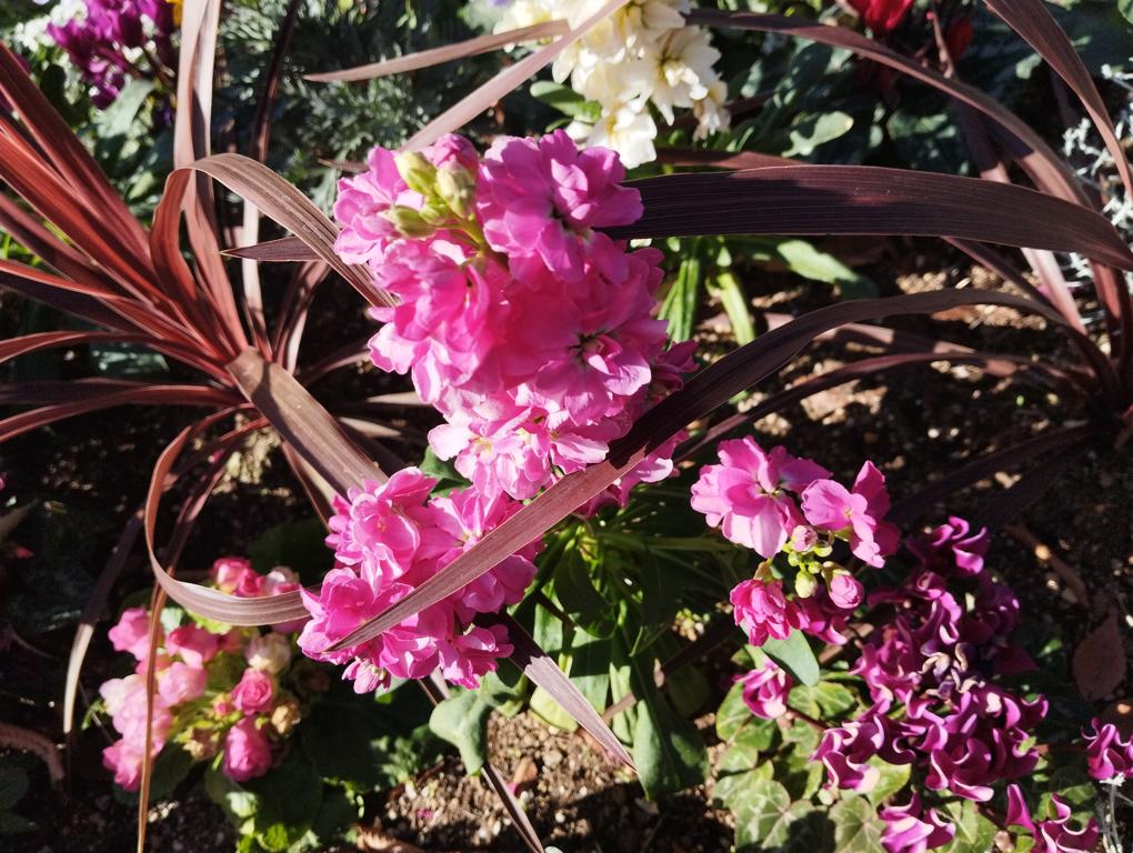 フェードアウト効果の草花写真