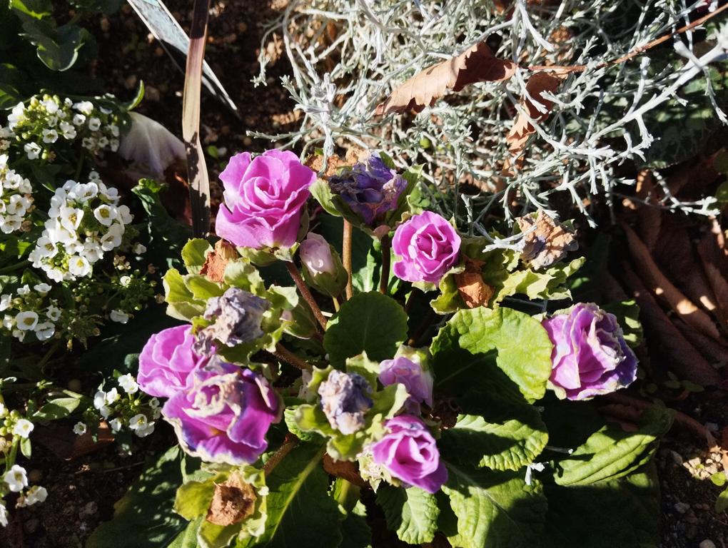 フェードアウト効果の草花写真