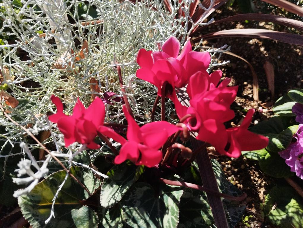 フェードアウト効果の草花写真