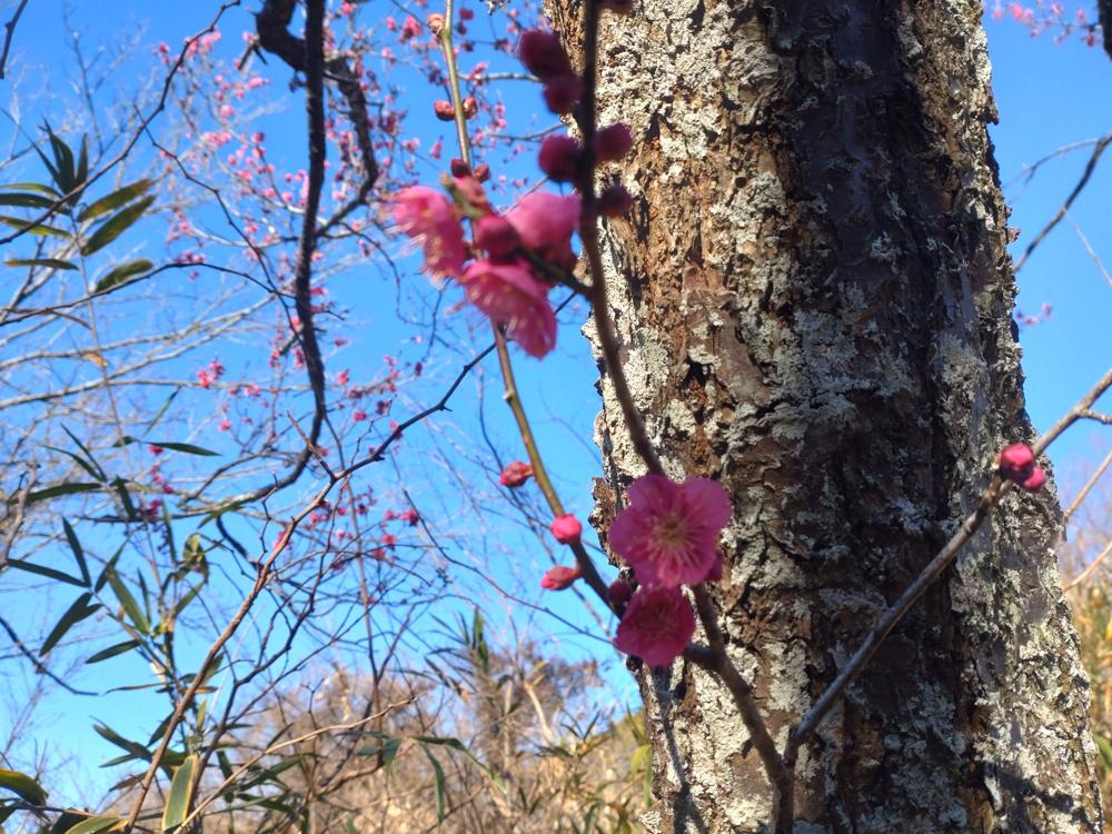 フェードアウト効果の草花写真
