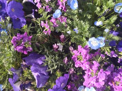 フェードアウト効果の草花写真