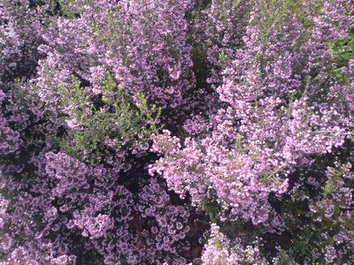 フェードアウト効果の草花写真