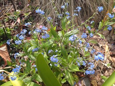 フェードアウト効果の草花写真