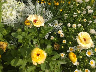 フェードアウト効果の草花写真