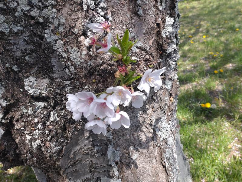 フェードアウト効果の草花写真