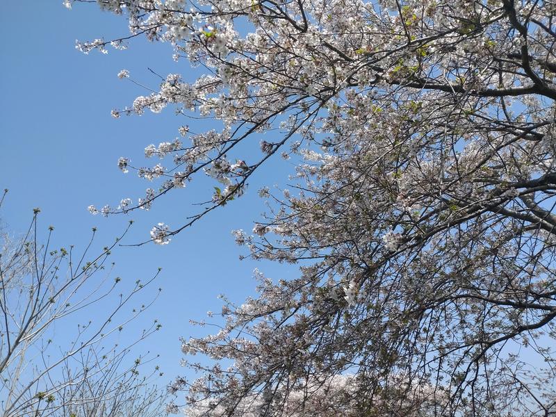 フェードアウト効果の草花写真