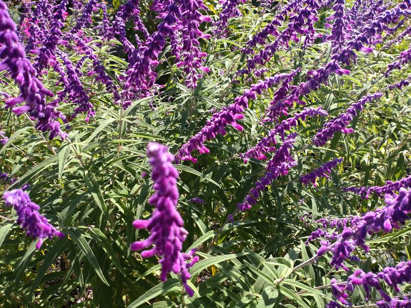 フェードアウト効果の草花写真