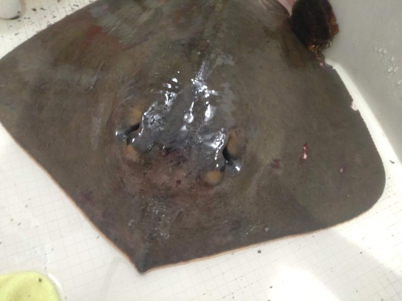 アカエイ背側